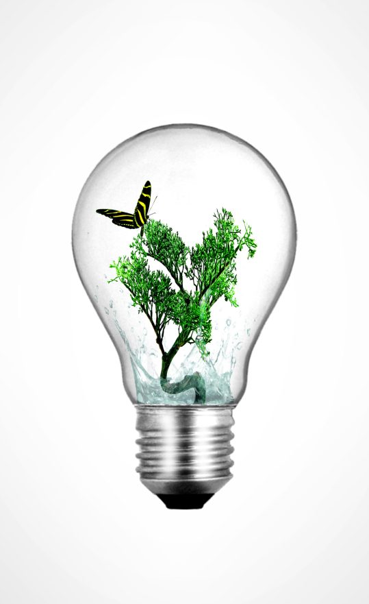 Lightbulb with bonsai plant and butterfly inside - Ecology and environment idea
